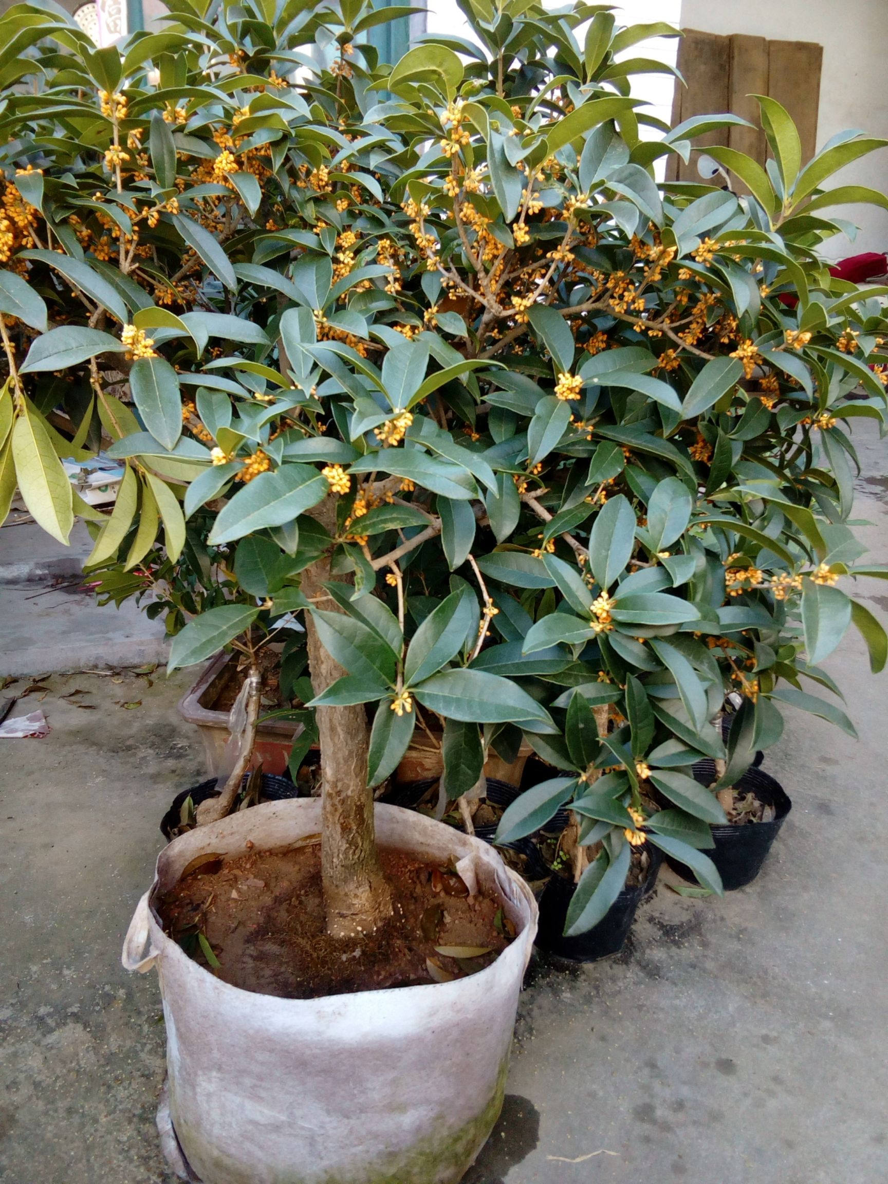 黄金桂花树