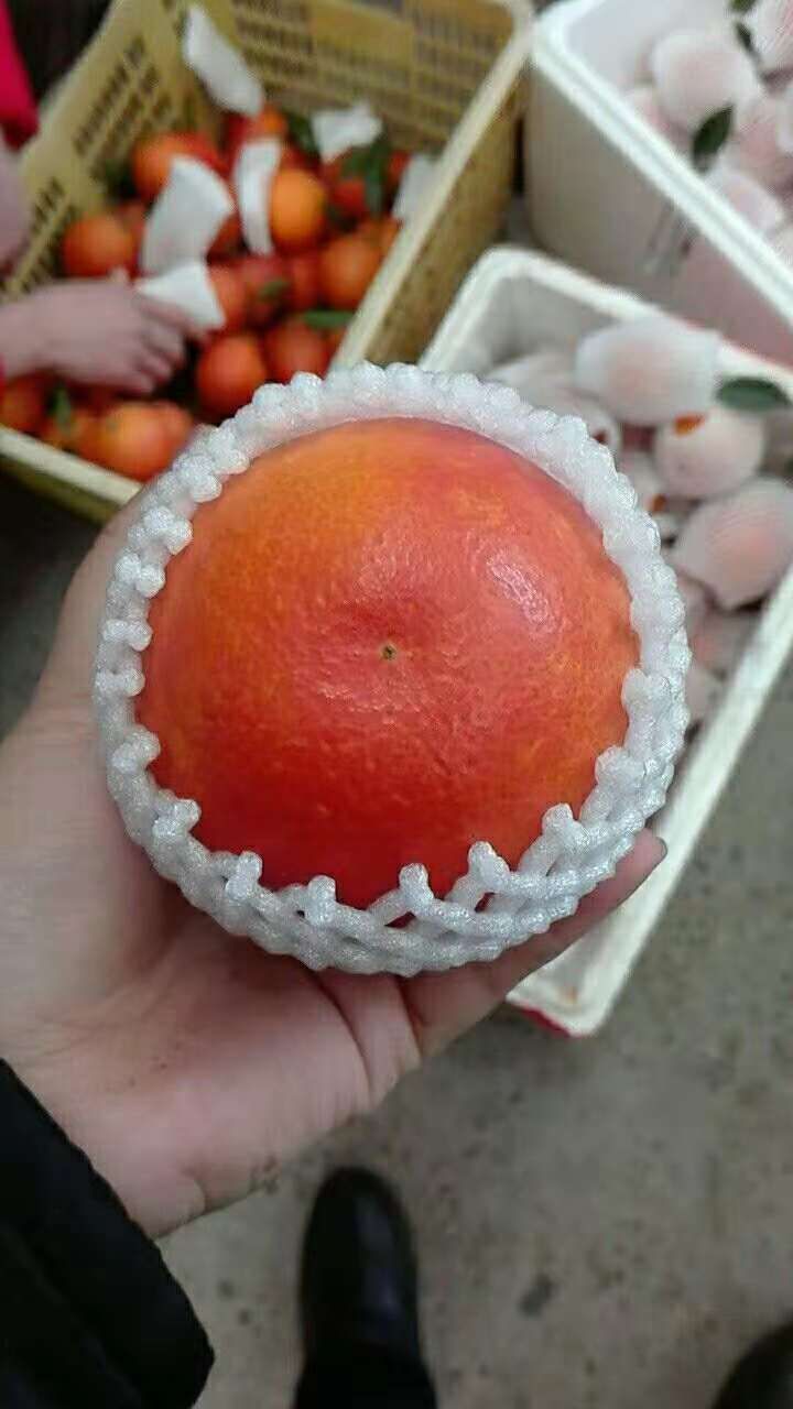 资中血橙 资中特产～血橙 一次品尝 终身回味