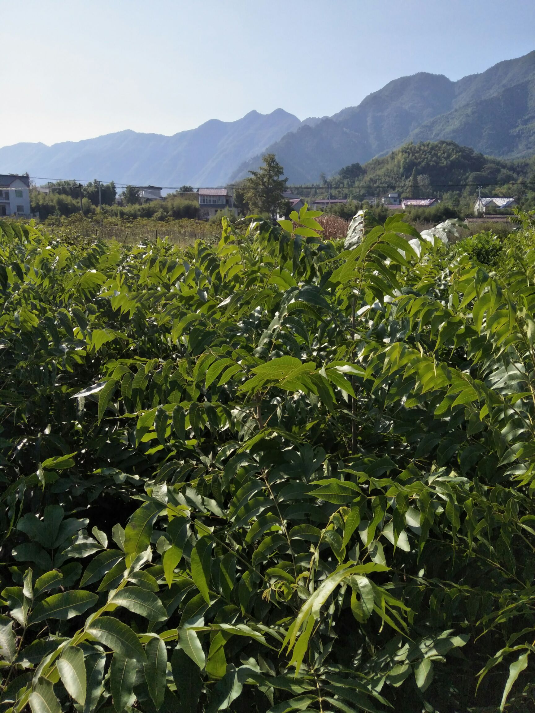 碧根果苗