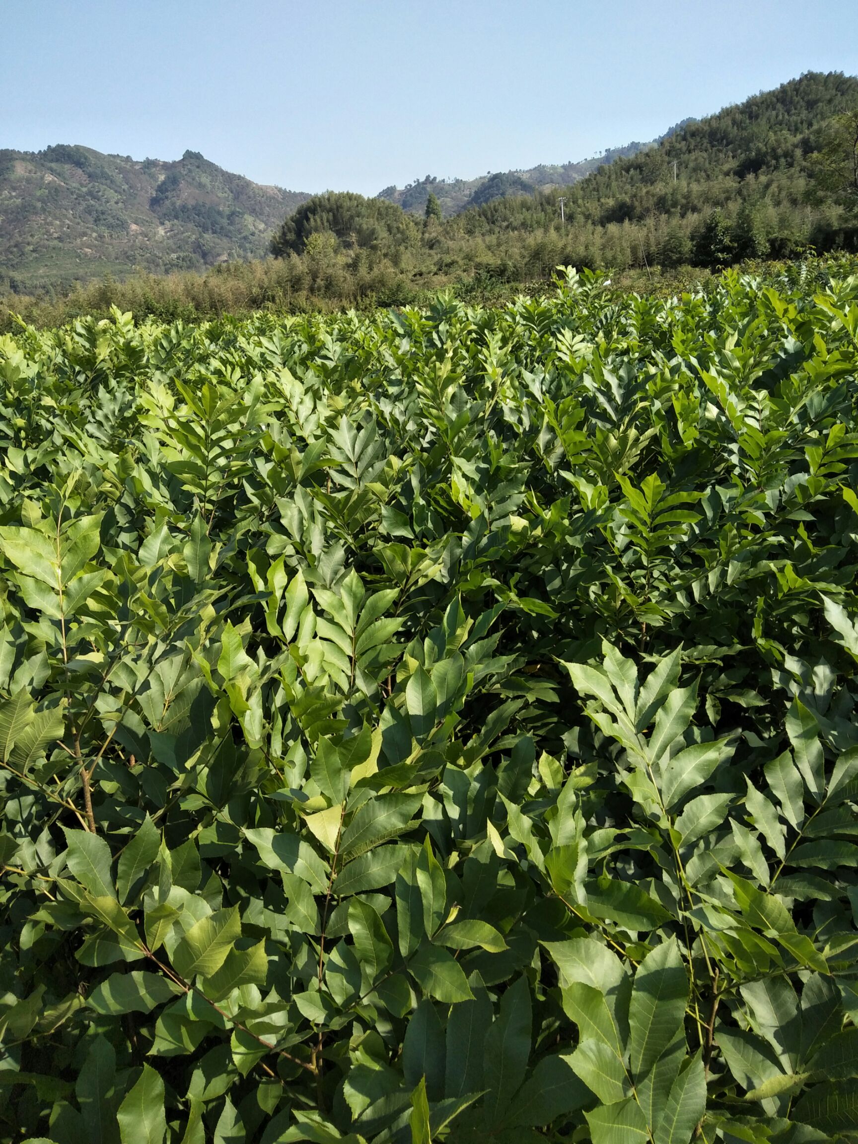 碧根果苗