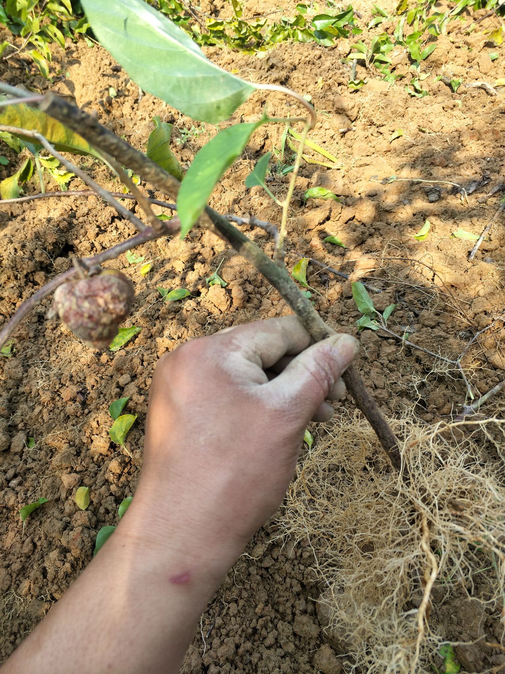 水杨桃砧木嫁接苗 水杨桃实生苗,产地供应,量大从优,品质保证