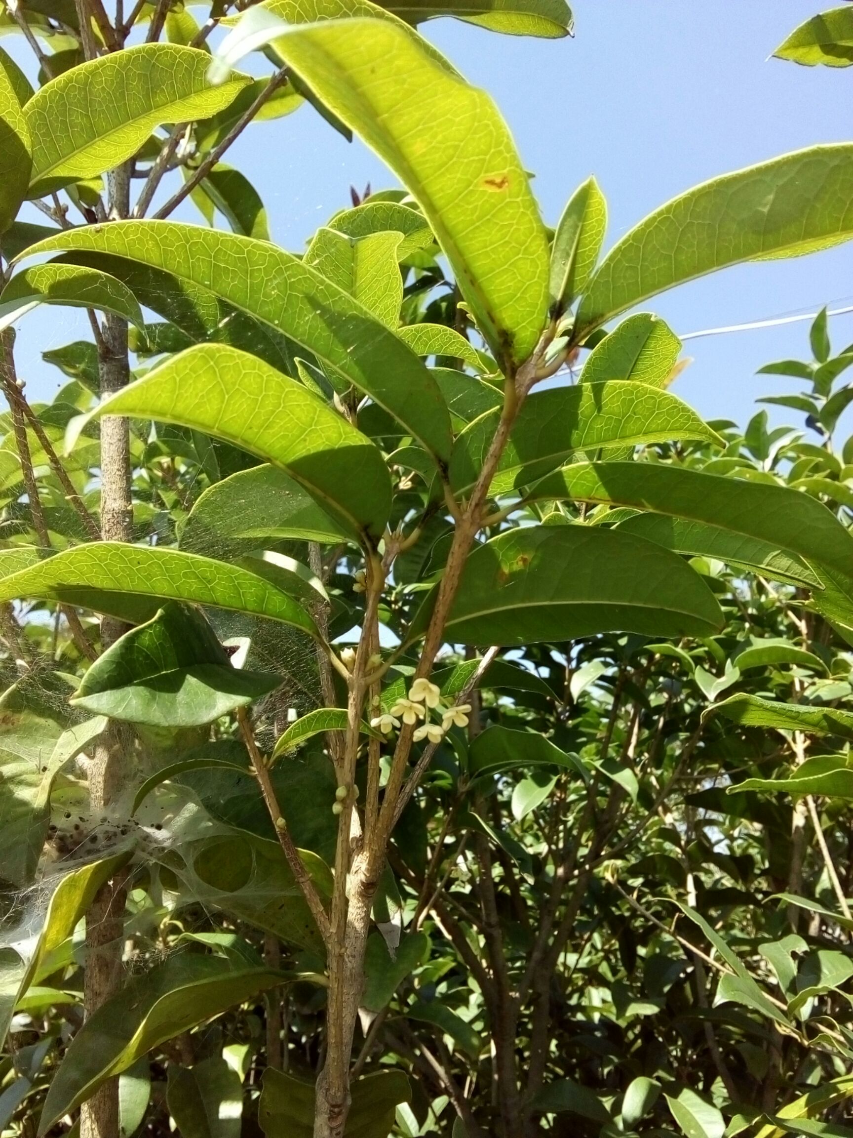 桂花树 