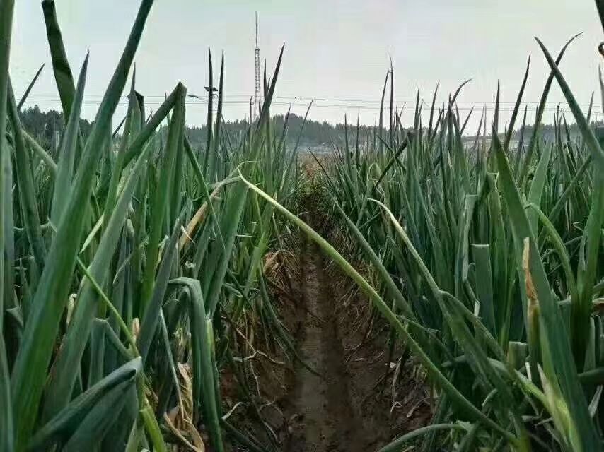 章丘大葱 章丘王金盒装葱纯正葱王高白脆甜葱王特产送礼