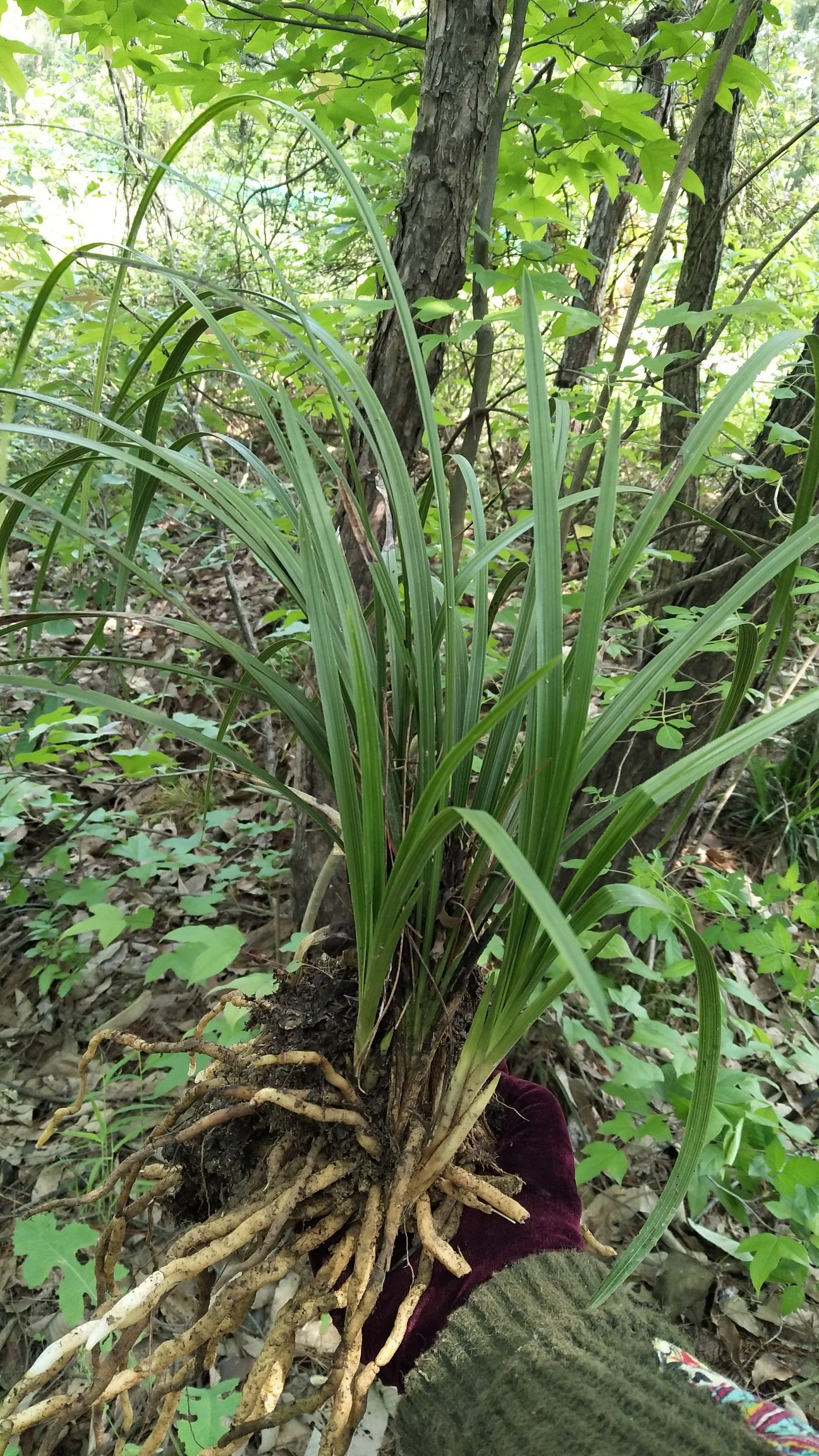湖北随州随县下山兰 不含盆