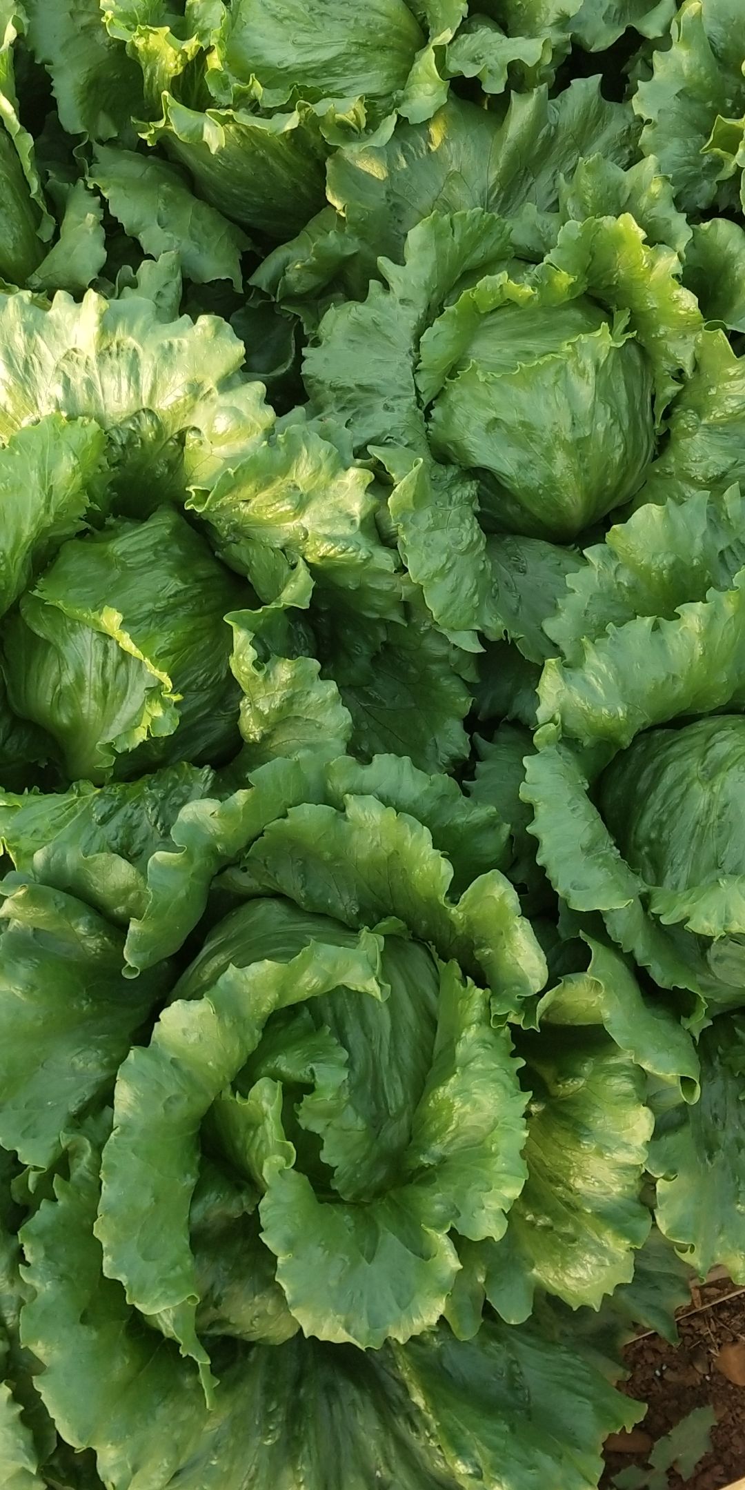结球生菜 5~6两