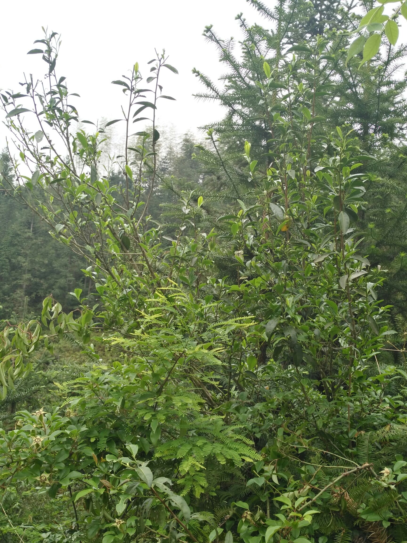 野生红茶 限时折扣～高山纯天然野茶 荒山谷雨茶 特级 480克/2盒