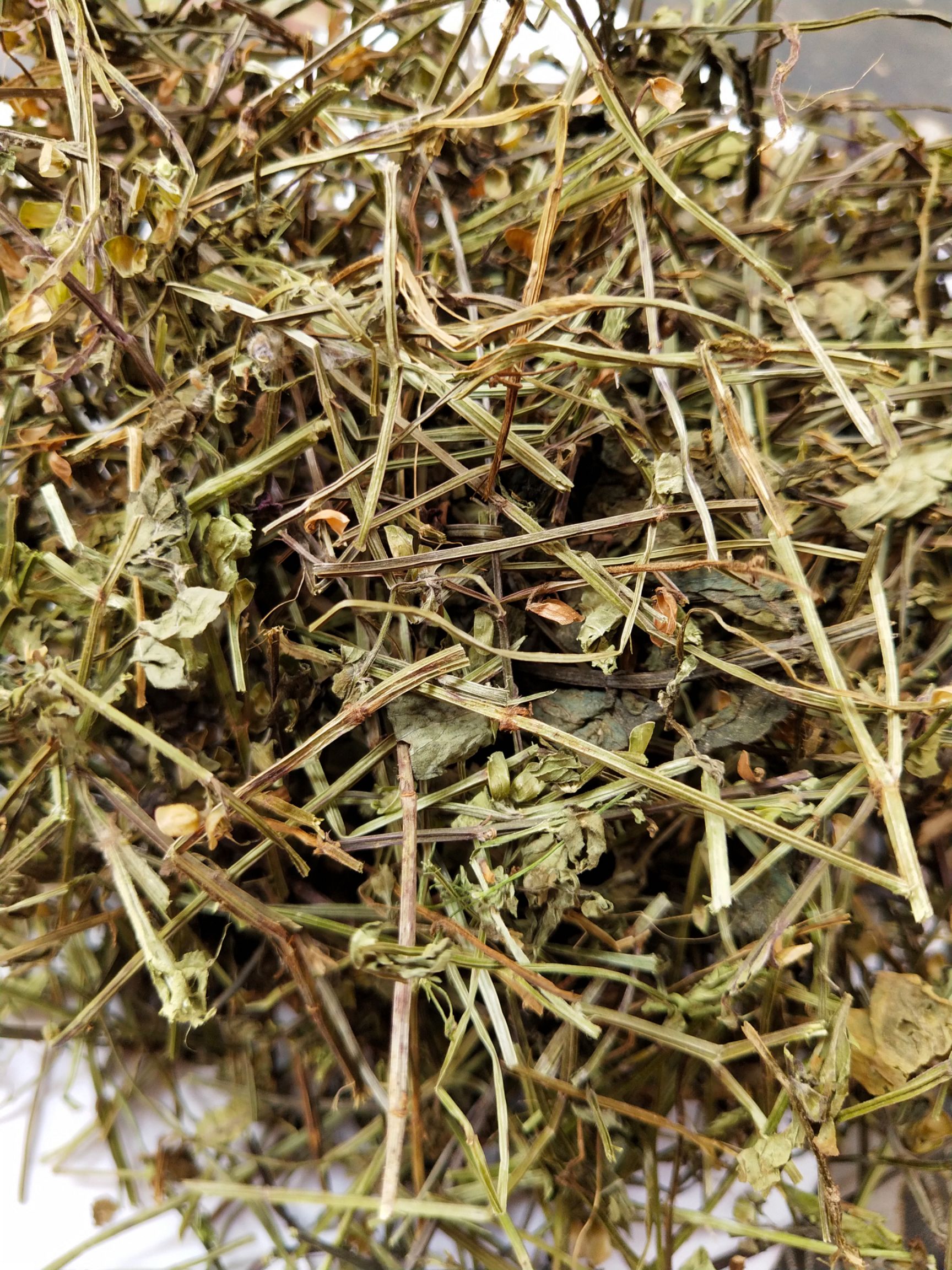 半枝莲 