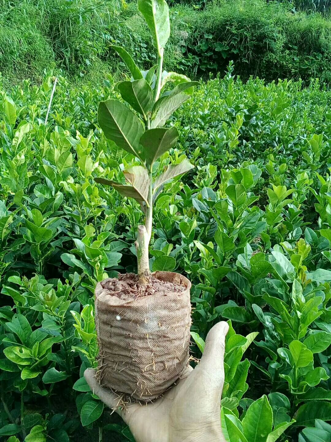 香橼树 各种规格精品移植香泡