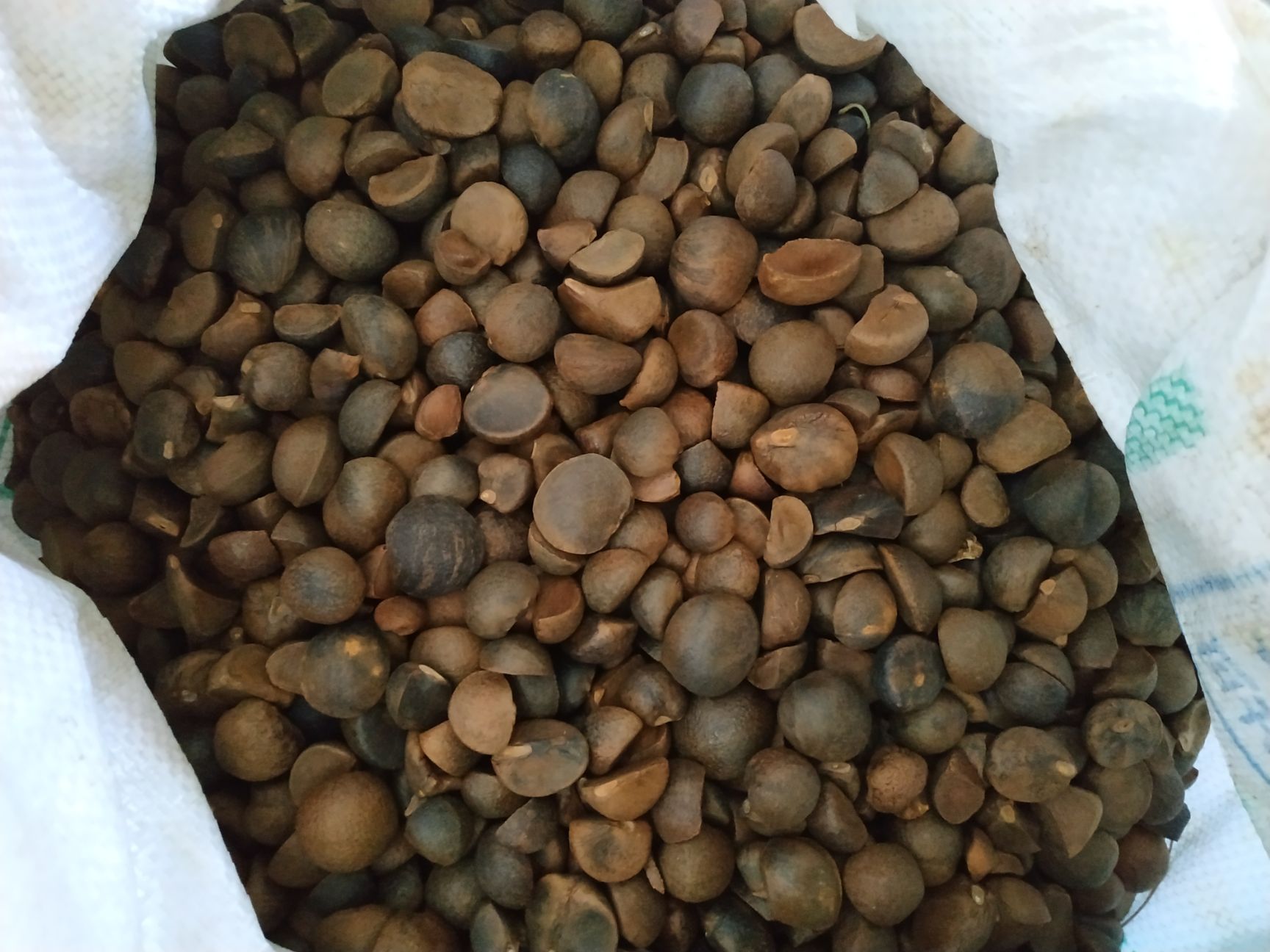 *山茶籽