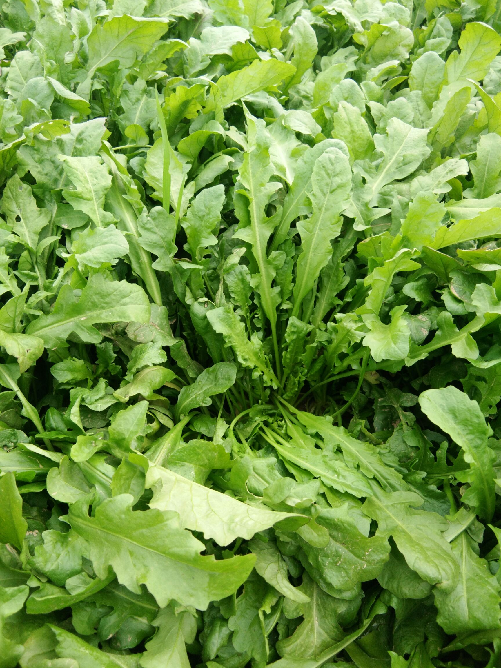 大叶芥菜 10cm以上