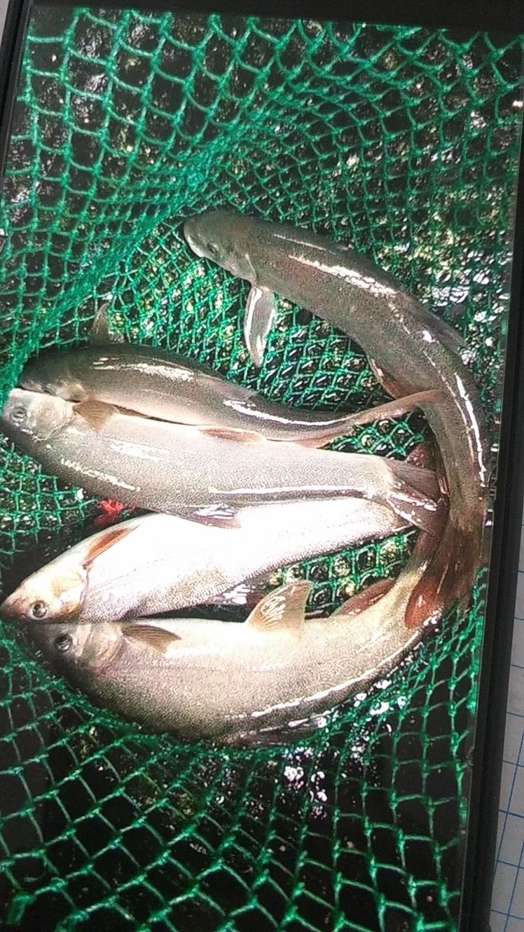 雅鱼苗