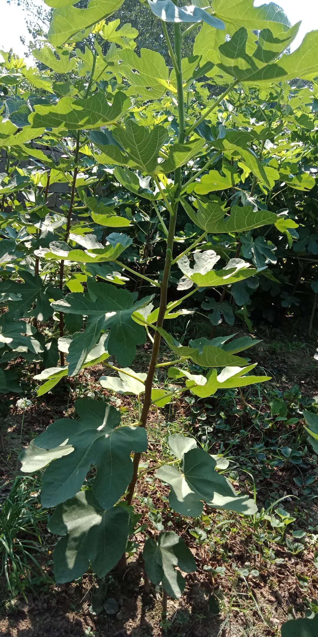 布兰瑞克