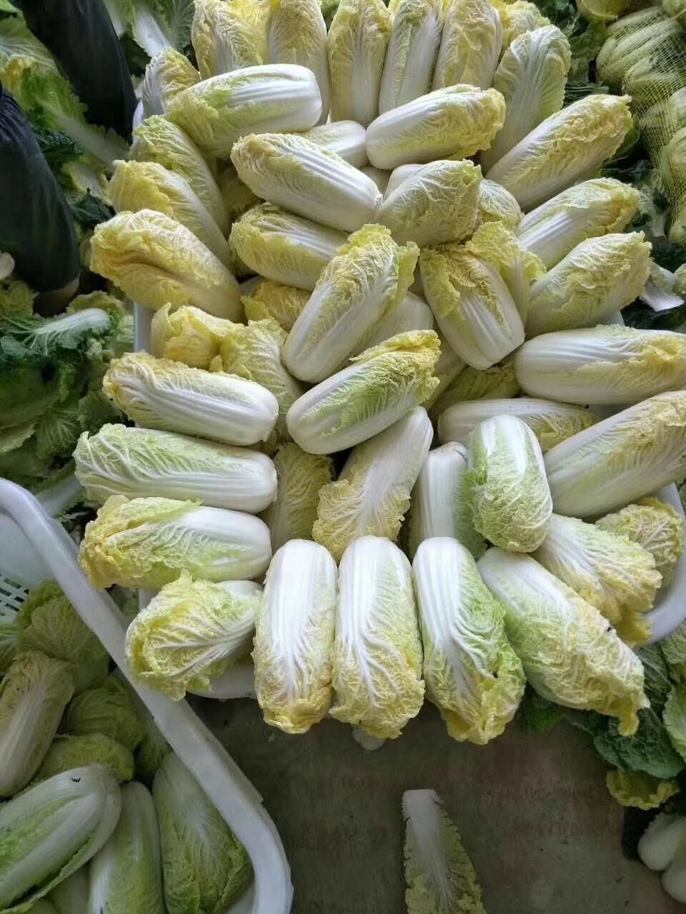 供应大厅  蔬菜 娃娃菜   商品详情 我们这里 产区,种植基地介绍