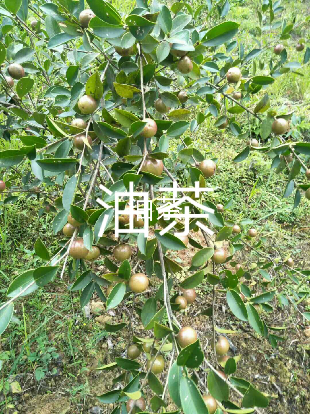 油茶籽 