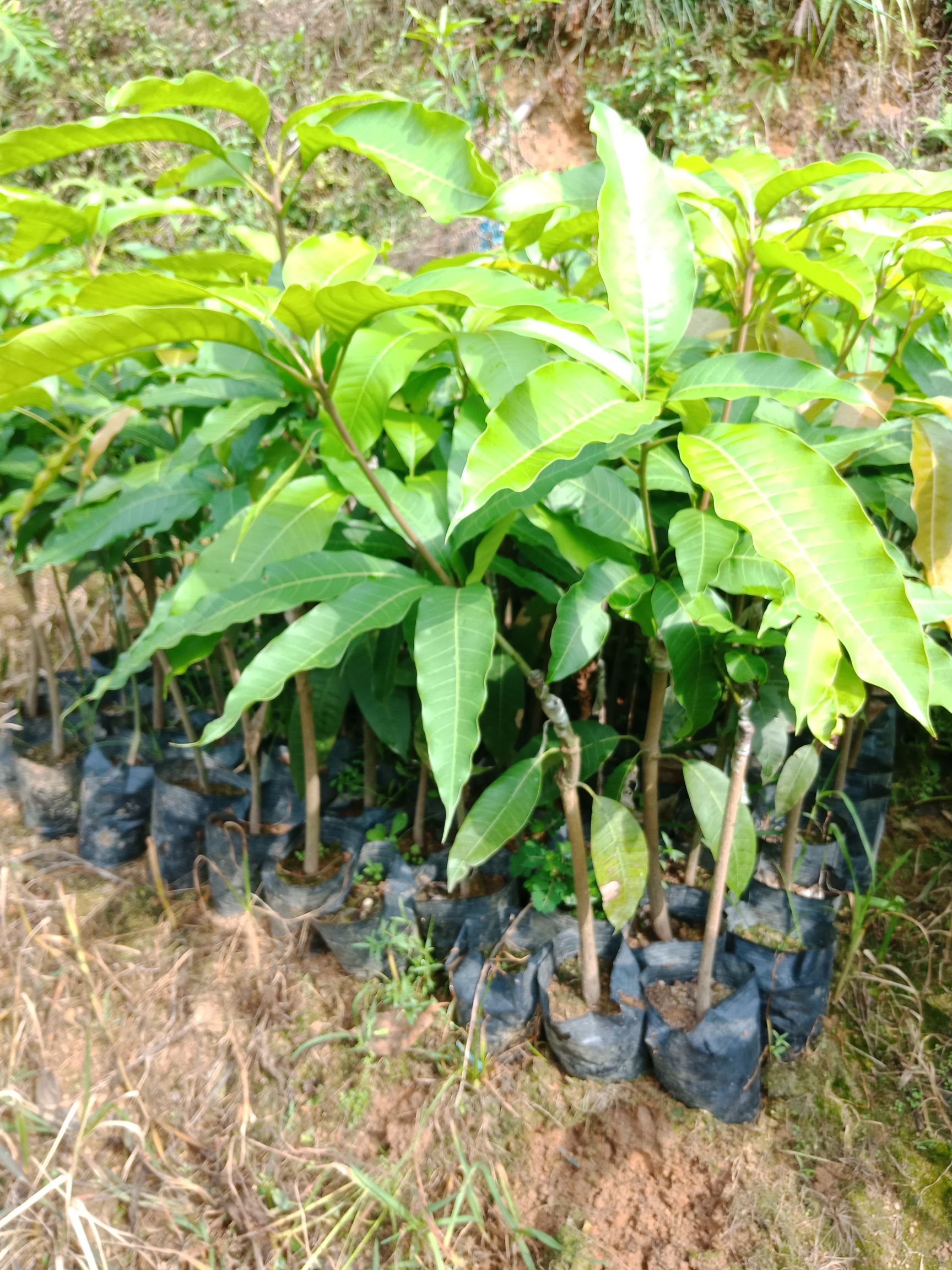 四季芒果苗 一年四季都可开花结果,有营养杯苗,1年苗地径1到1.3公分大