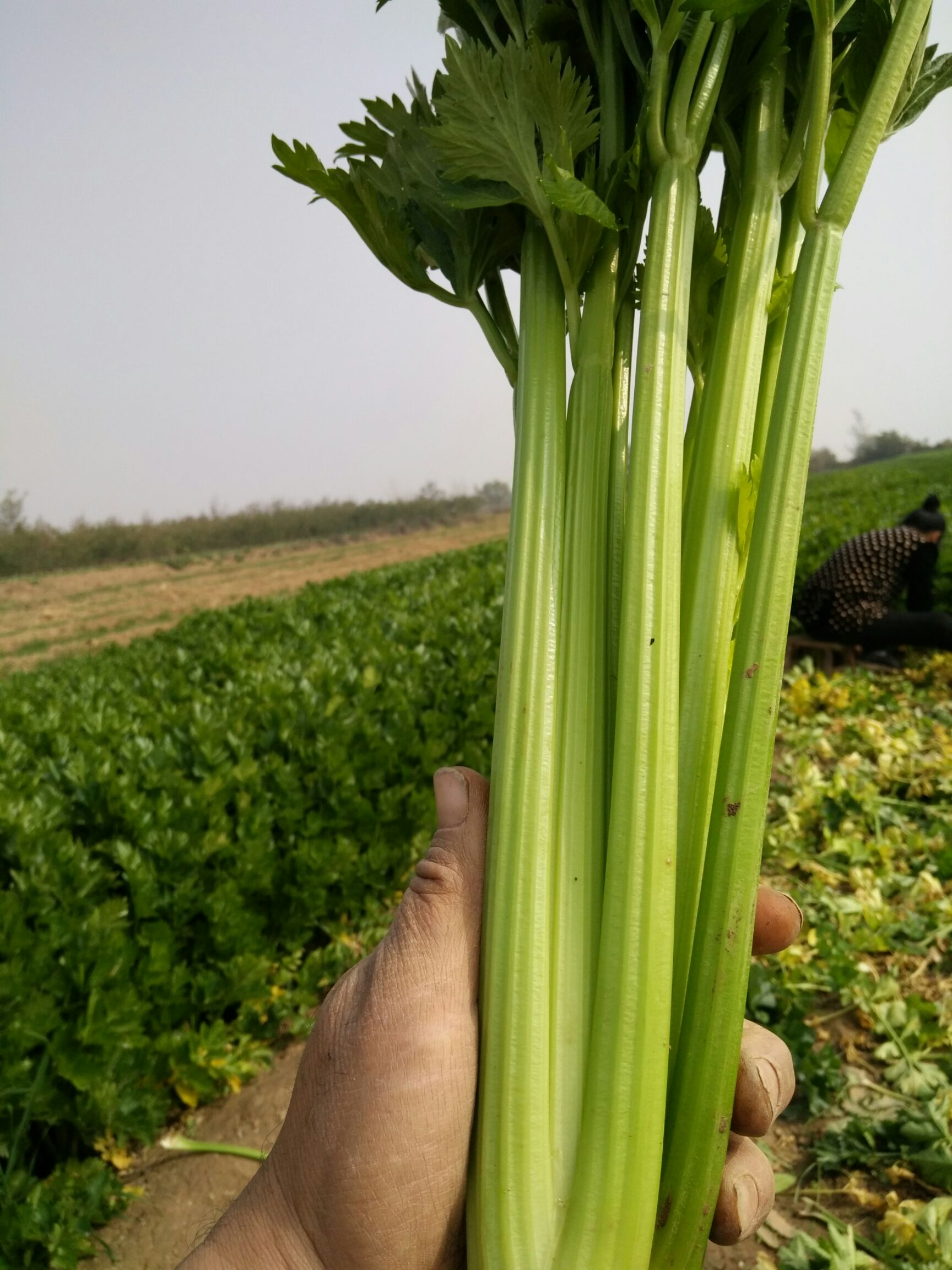 品种名:西芹          芹菜高为公分左右,长特别好.