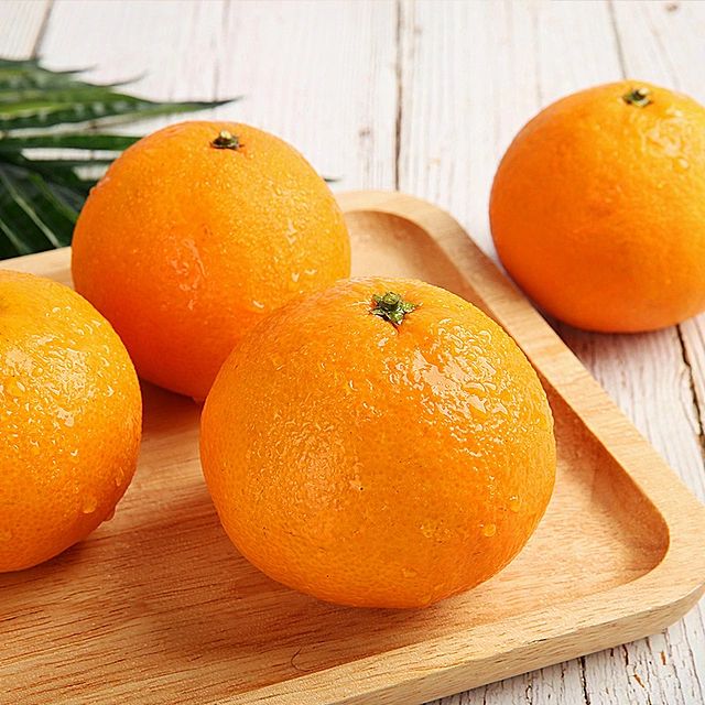 5两以上爱媛38号柑桔