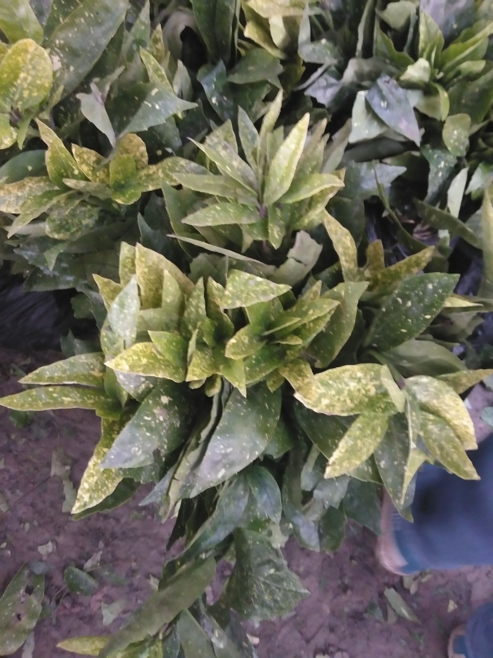 江苏省宿迁市沭阳县 洒金珊瑚 桃叶珊瑚花叶青木苗庭院别墅绿化彩叶