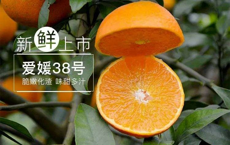 爱媛38号柑桔 6 - 6.5cm 3两以上
