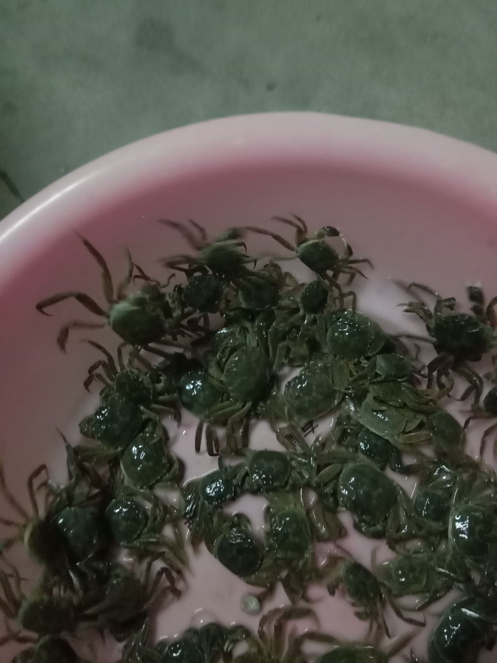 大闸蟹蟹苗