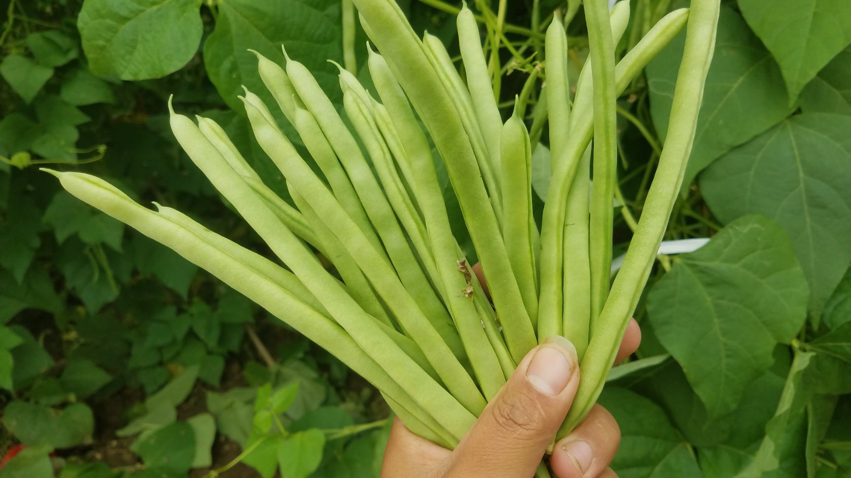 云南省保山市龙陵县九粒白芸豆 小金豆