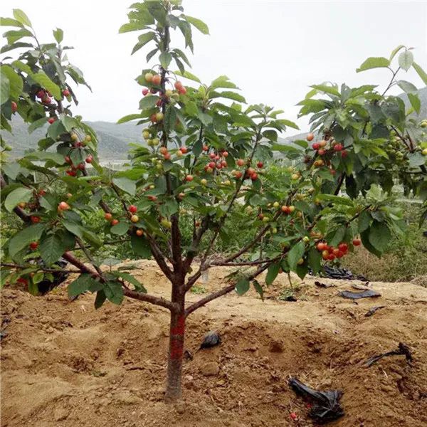 玛瑙红樱桃树苗 保品种,包成活,死苗免费补发,免费提供种植技术指导