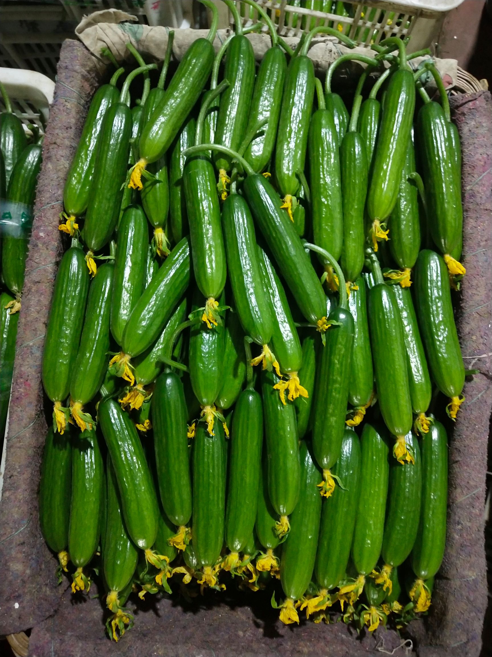 小黄瓜 18~22cm 干花带刺