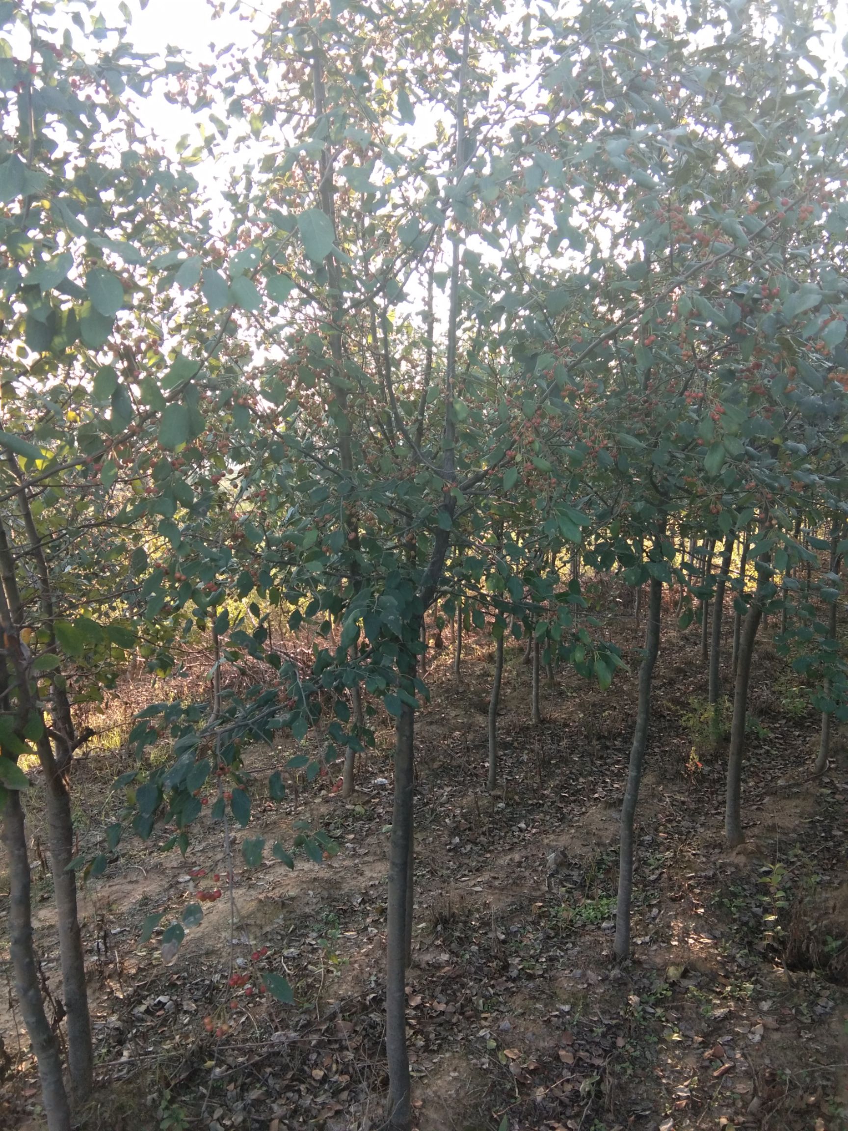 山丁子树苗 2.5~3米
