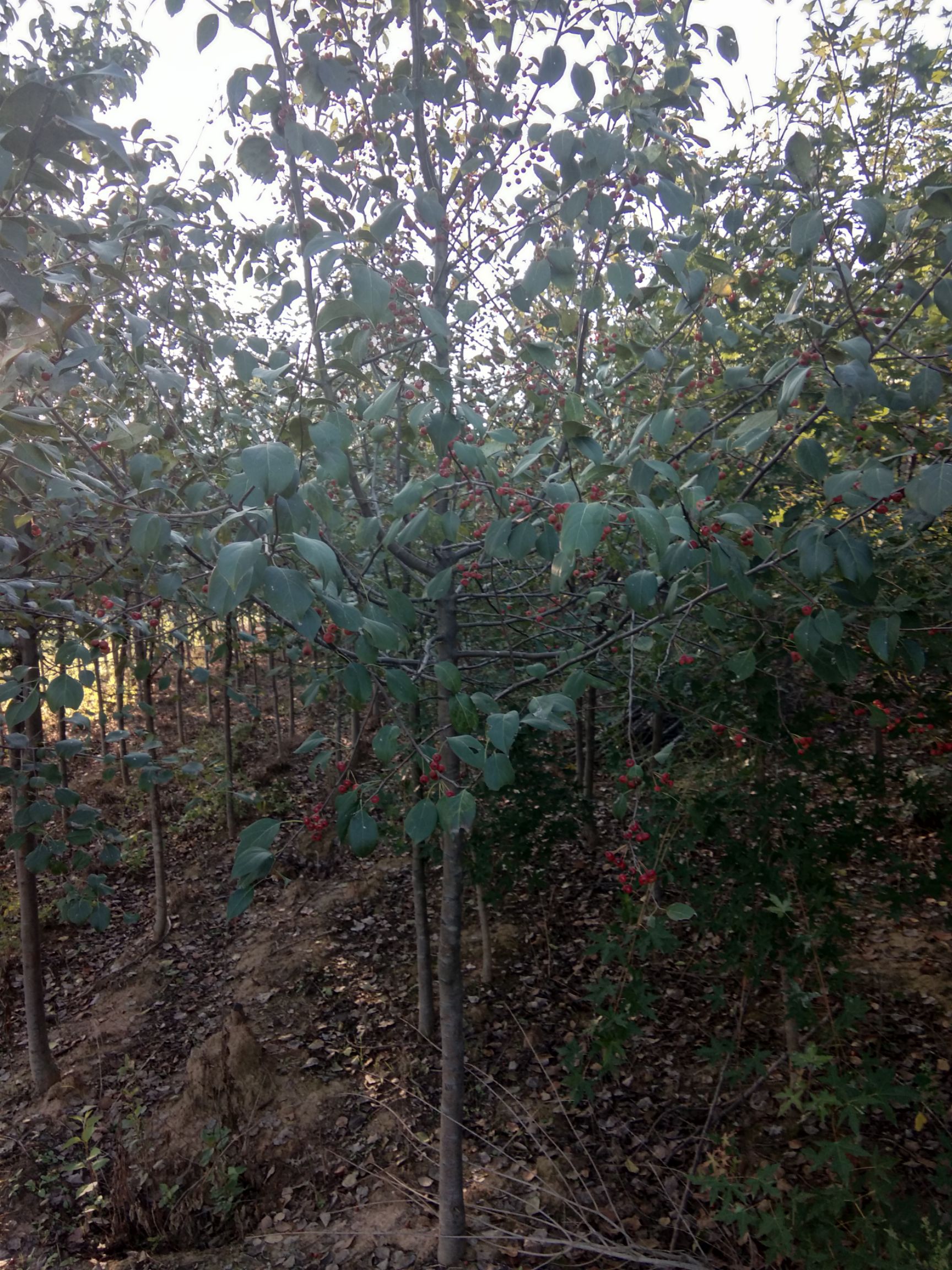 山丁子树苗 2.5~3米
