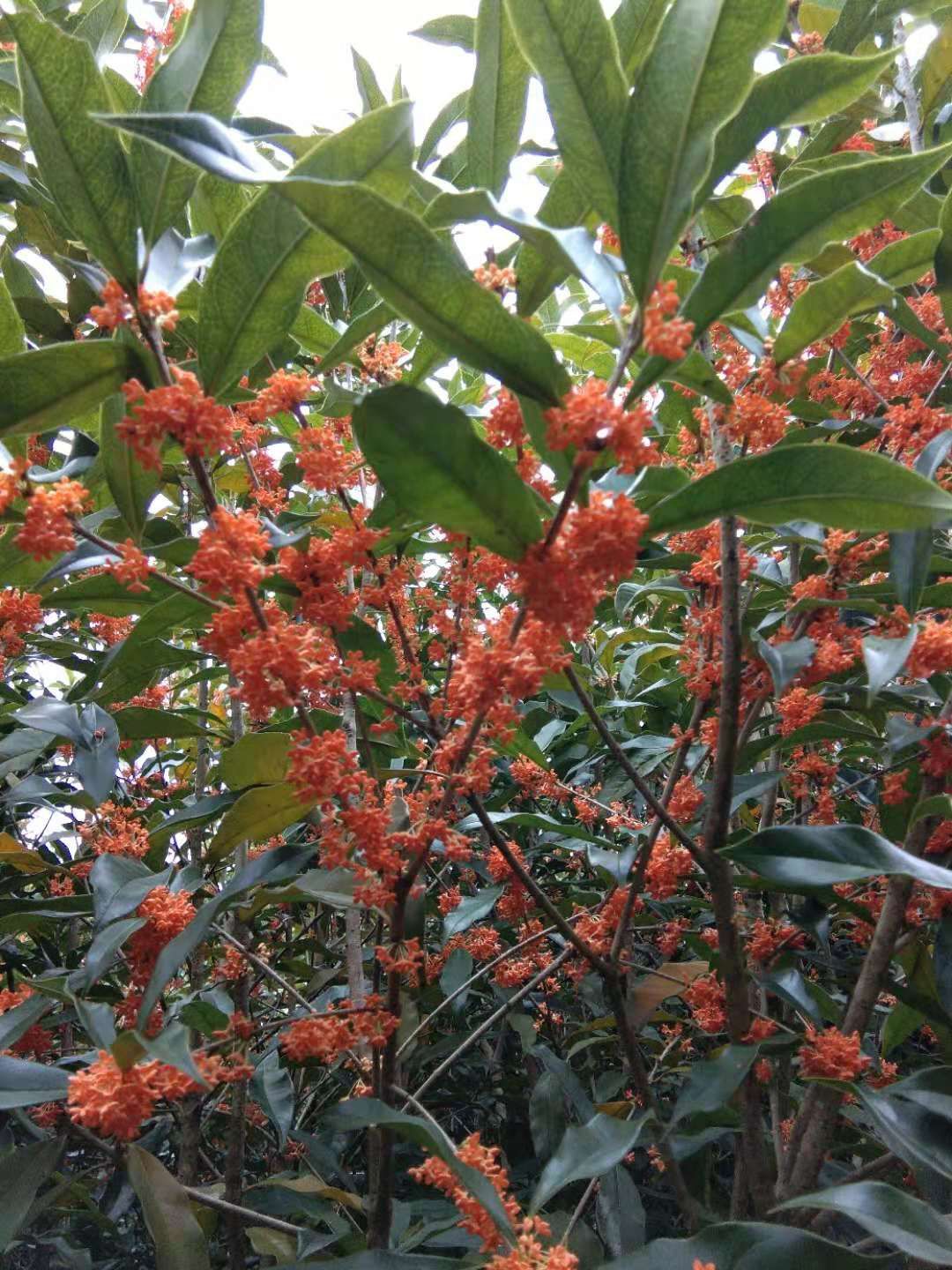 状元红桂花树