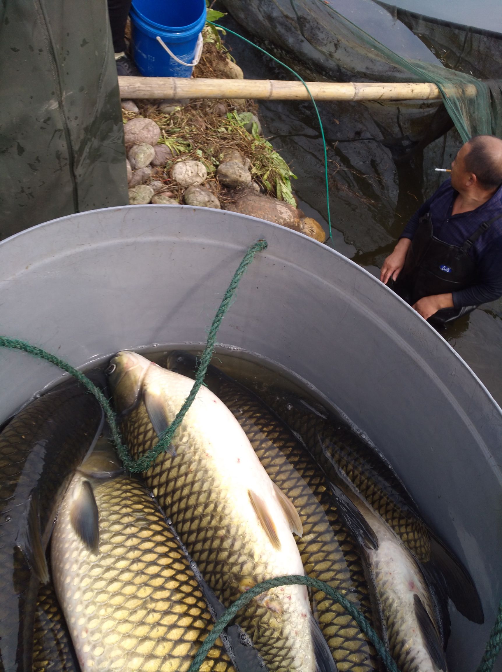 池塘草鱼 人工养殖 1.5-6公斤