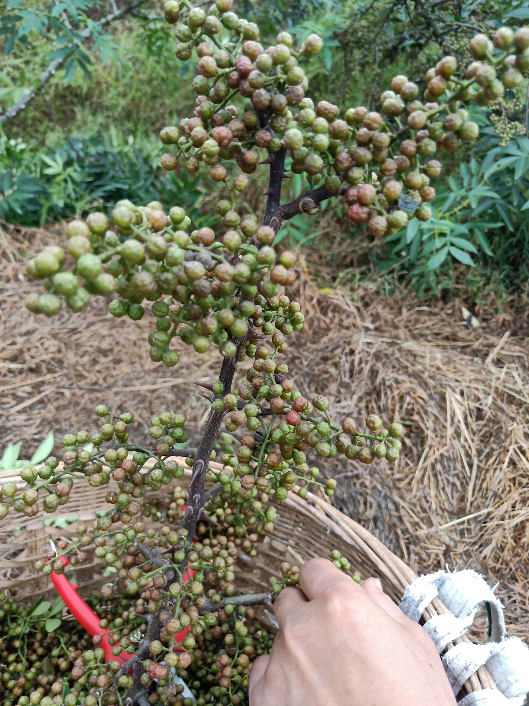 九叶青花椒苗