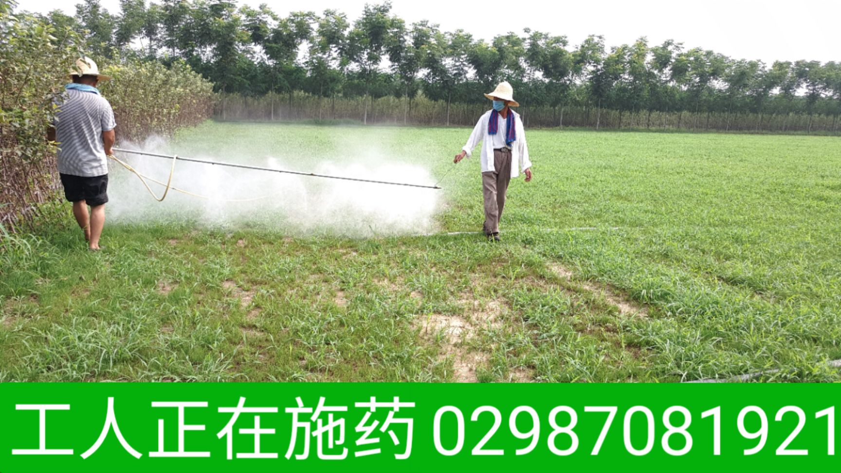 草坪除草剂草坪宝 可湿性粉剂 袋装