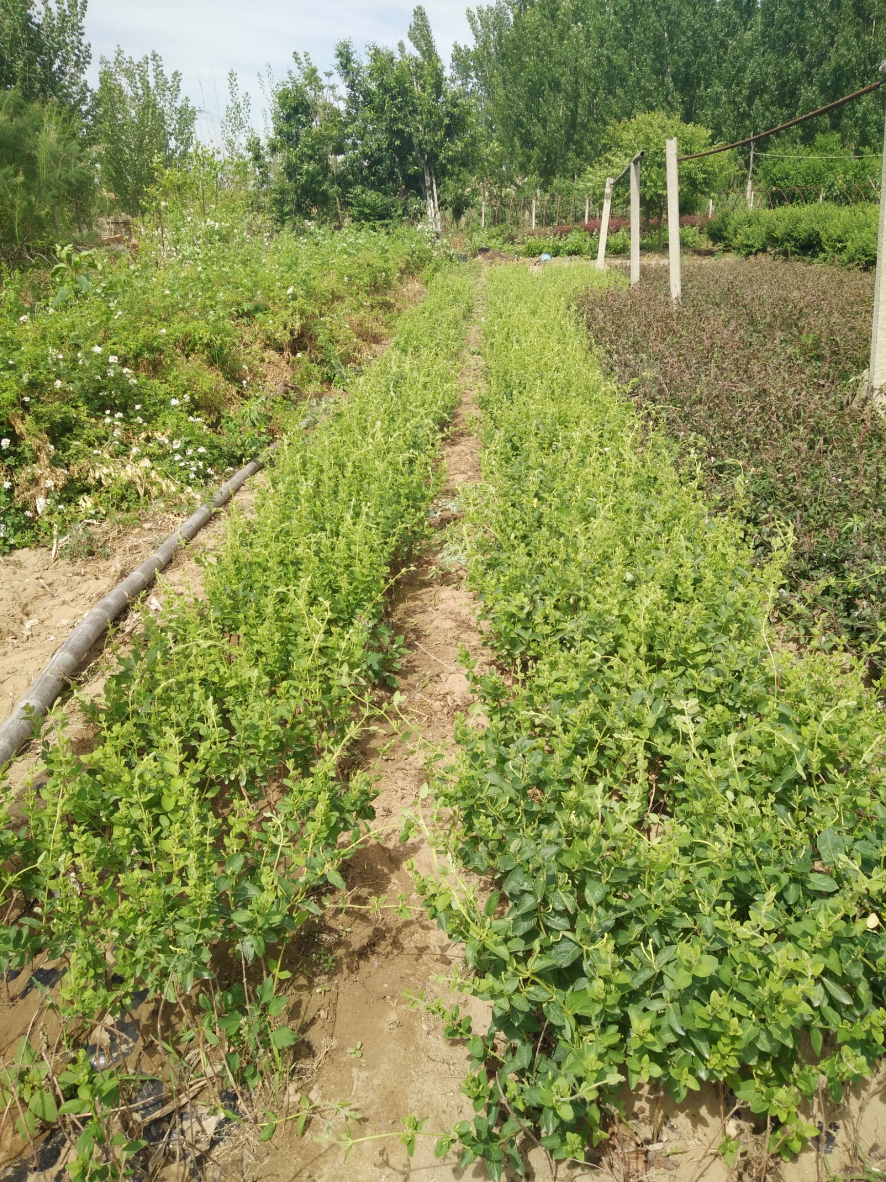 北花一号金银花苗