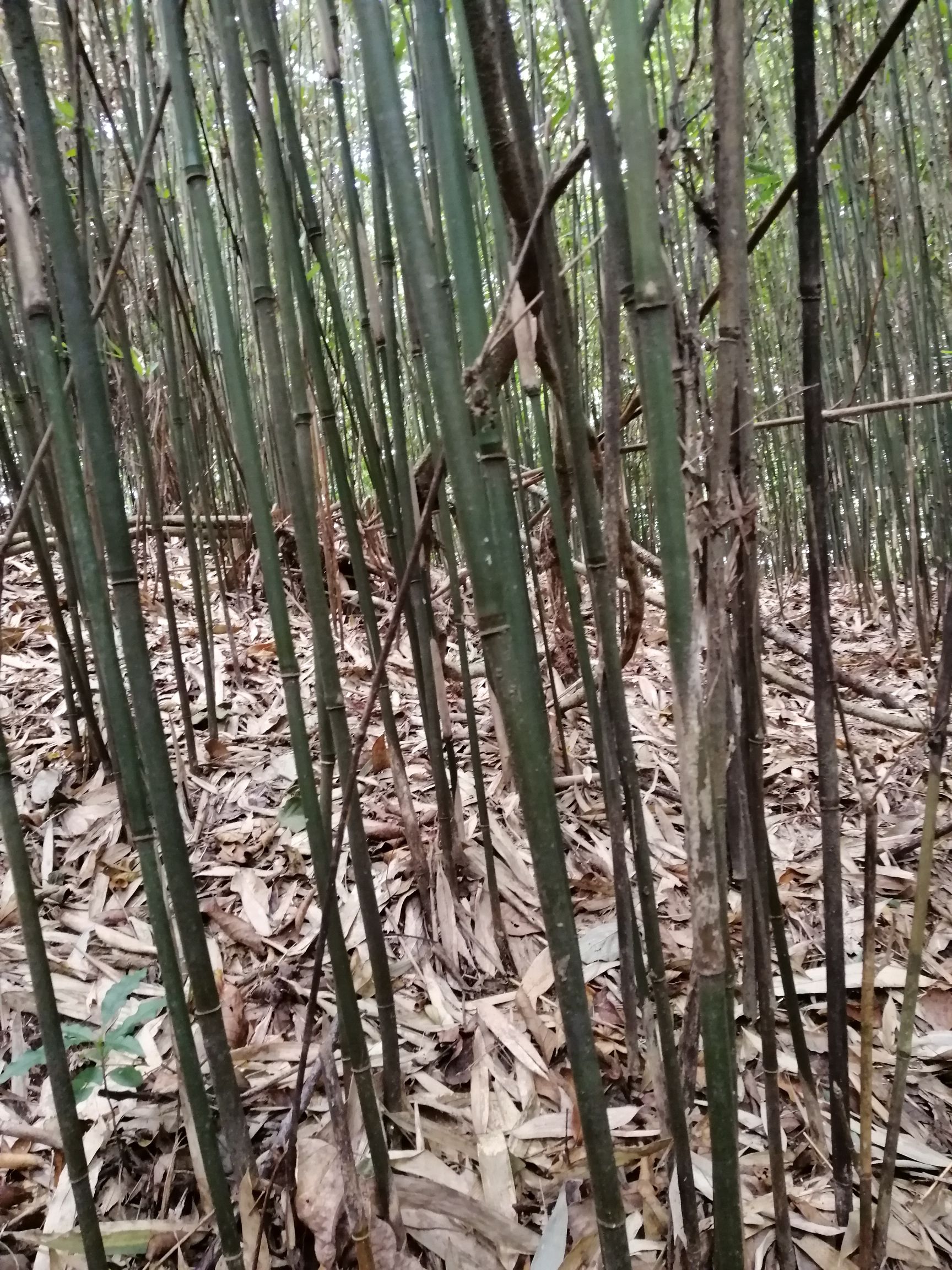 供应大厅  苗木花草  竹子  商品属性 品种名:实心竹 商品详情 实心竹