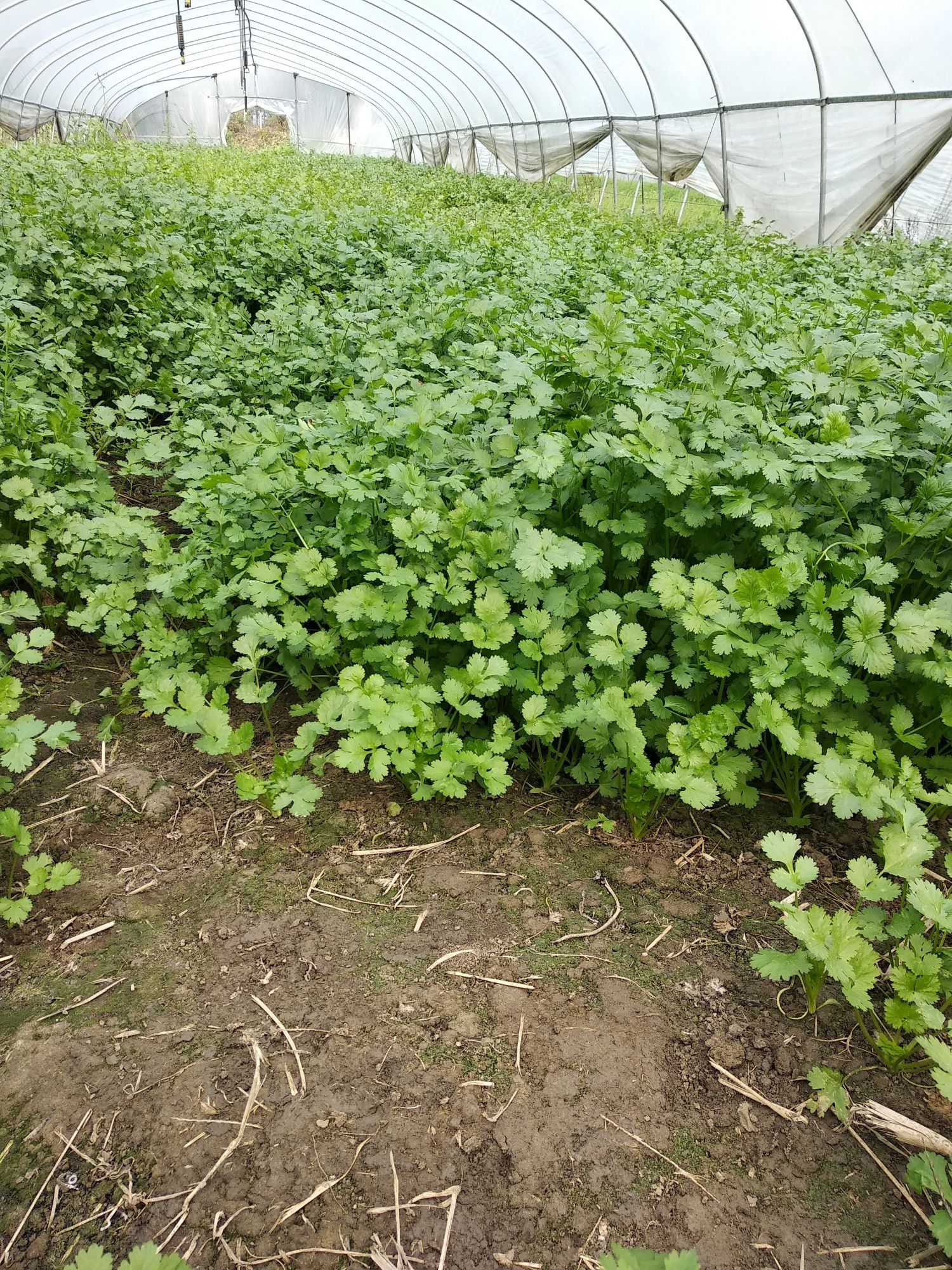 品种名:大叶香菜          无农药,有大棚种植的,也有露天