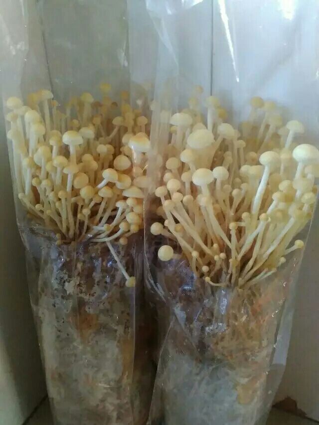金针菇菌种