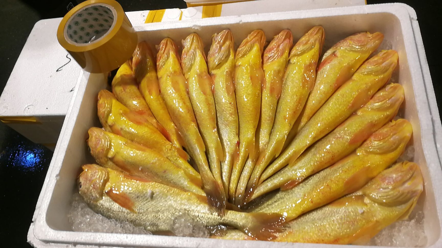 大黄鱼 人工养殖 0.5公斤以下