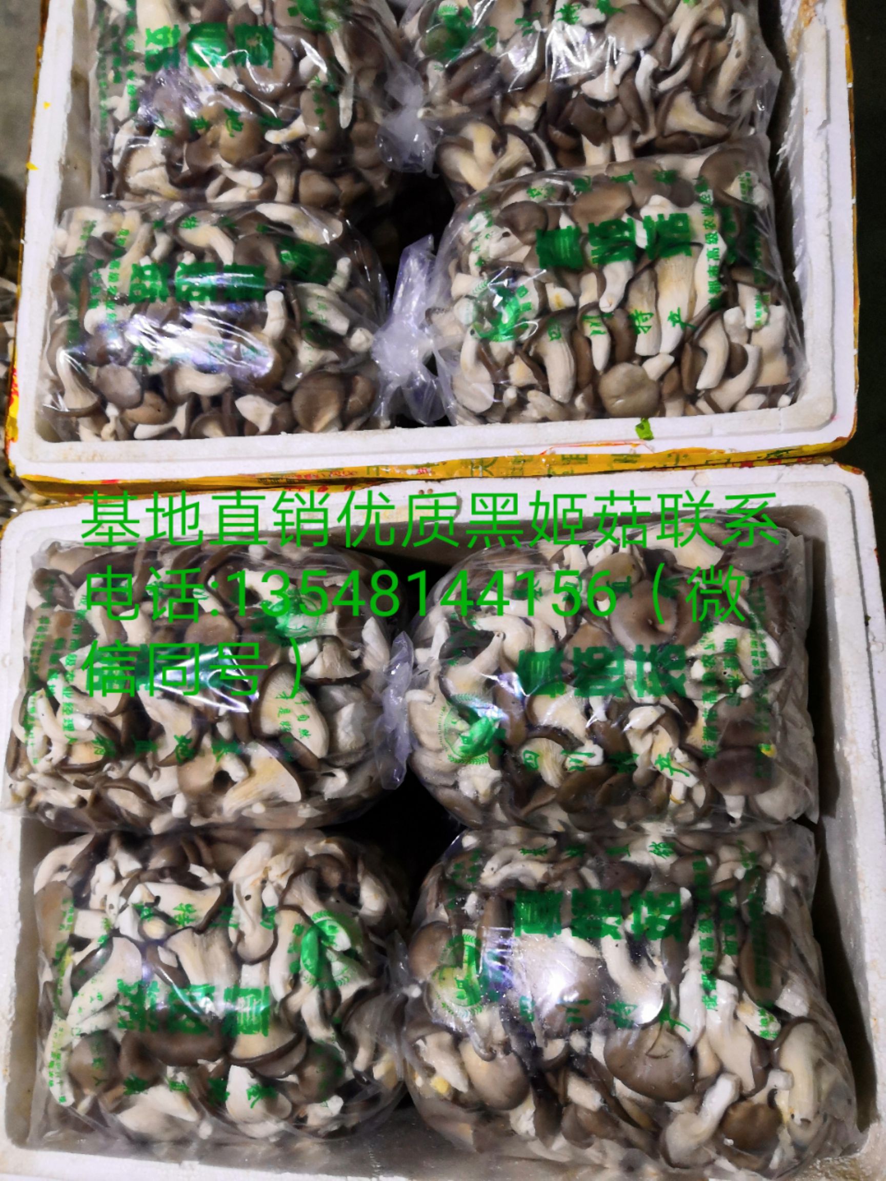 姬菇 人工种植 鲜货