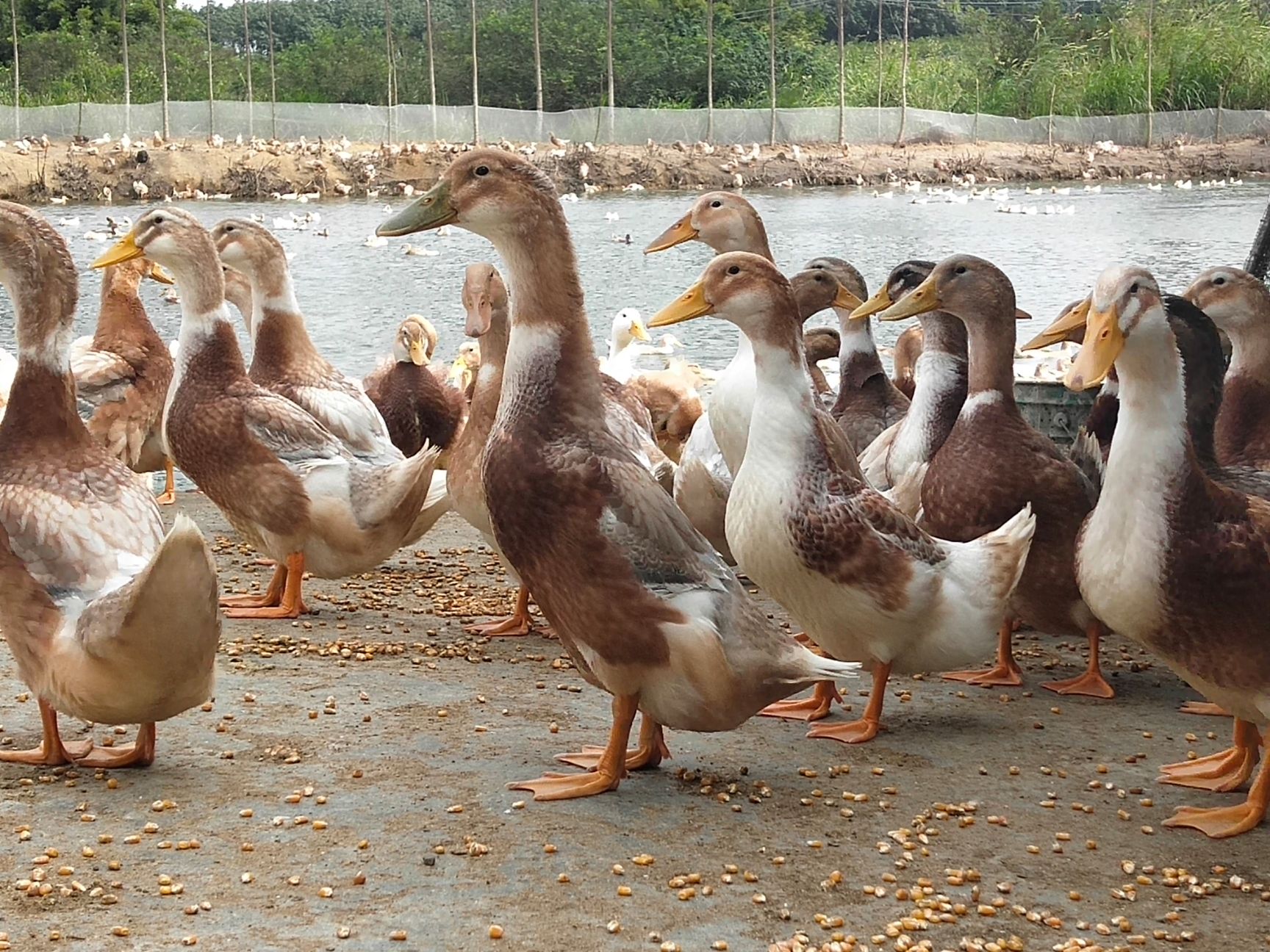 海南海南东方红鸭 统货 半圈养半散养 4-5斤