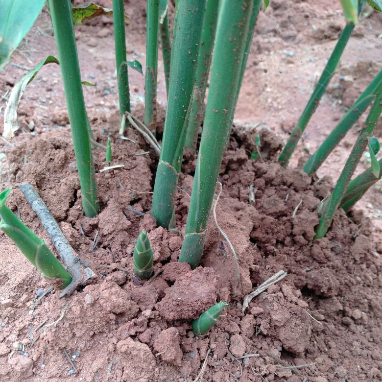 中黄姜批发采购_中黄姜供应_中黄姜价格