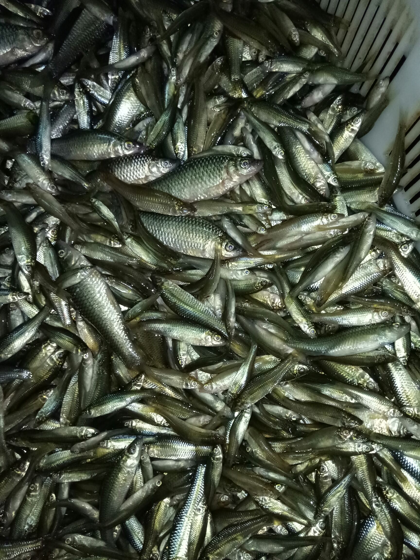 麦穗鱼水花