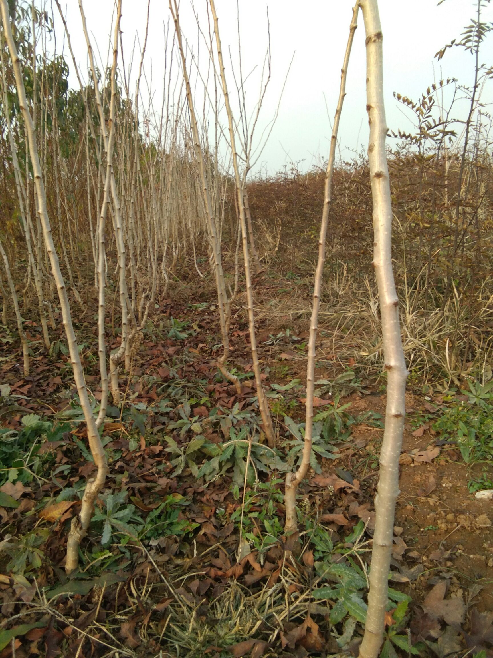 甜红子山楂苗