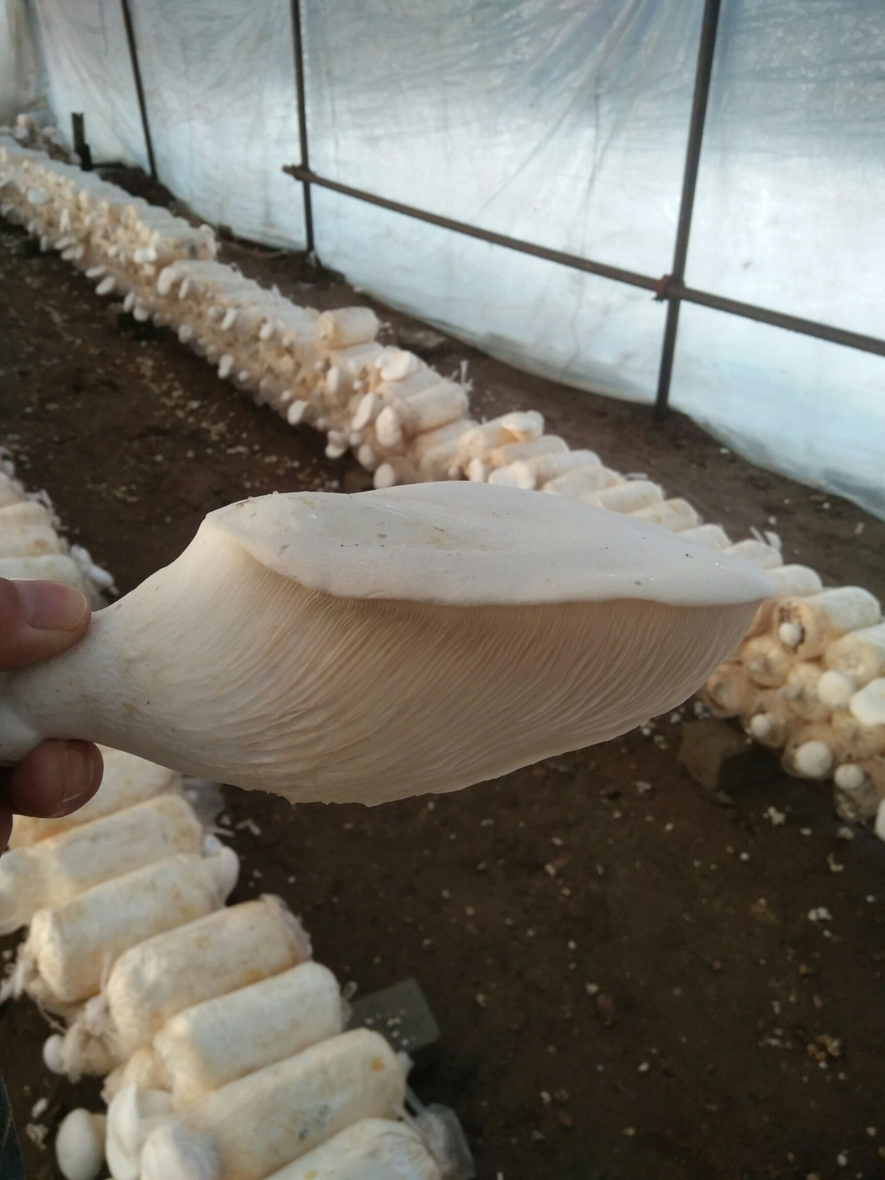 白灵菇 人工种植 鲜货