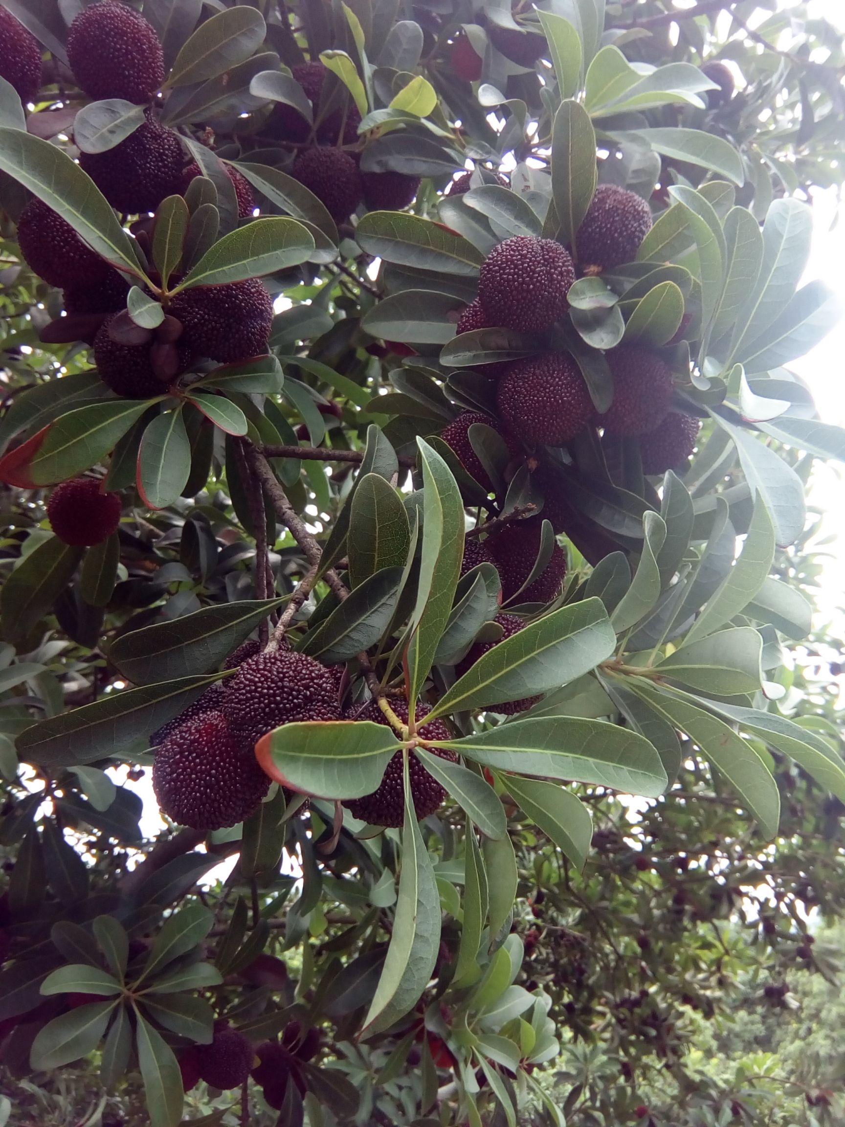 荸荠杨梅种苗