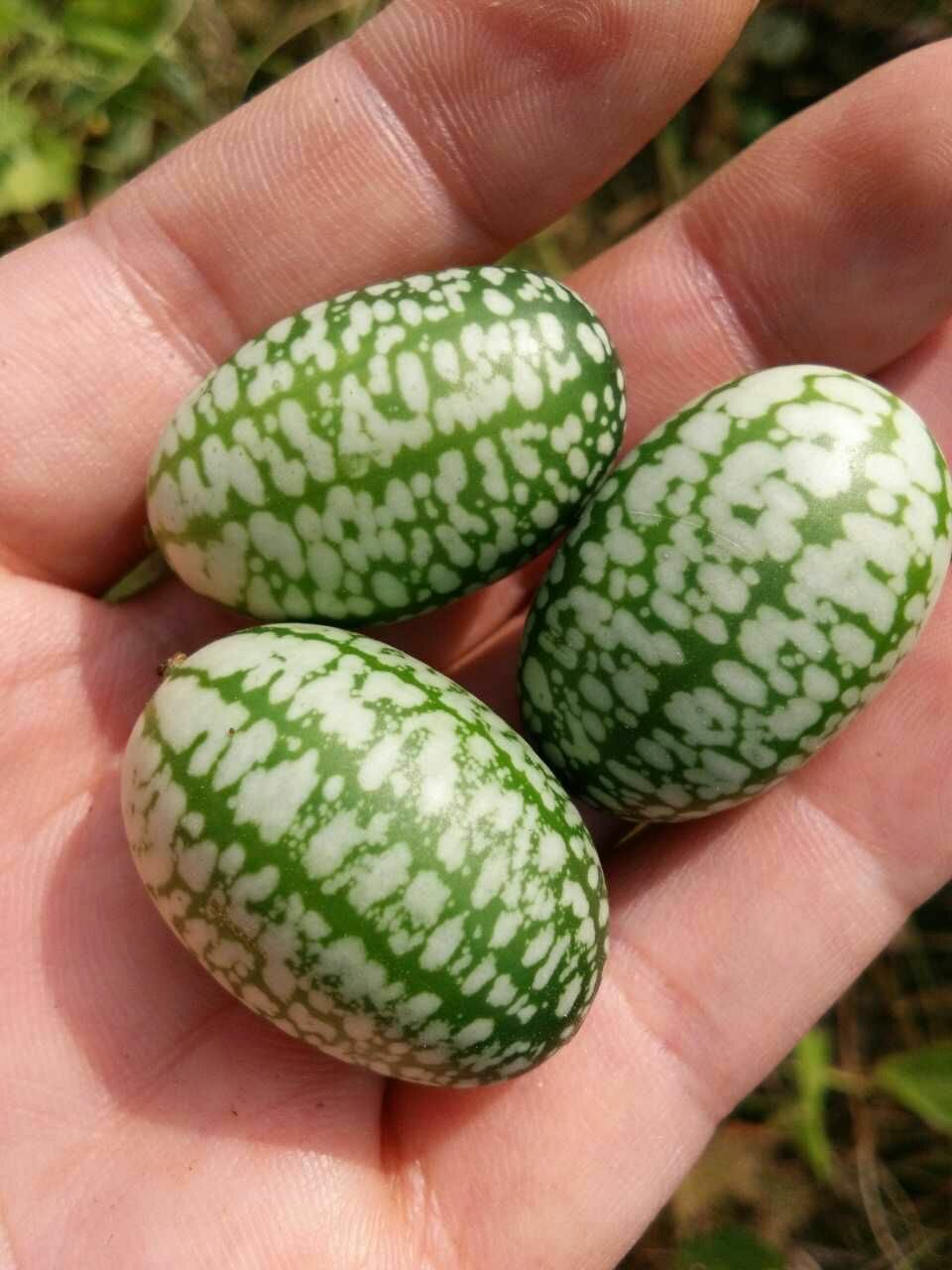 拇指西瓜种子 ≥90% 亲本(原种)