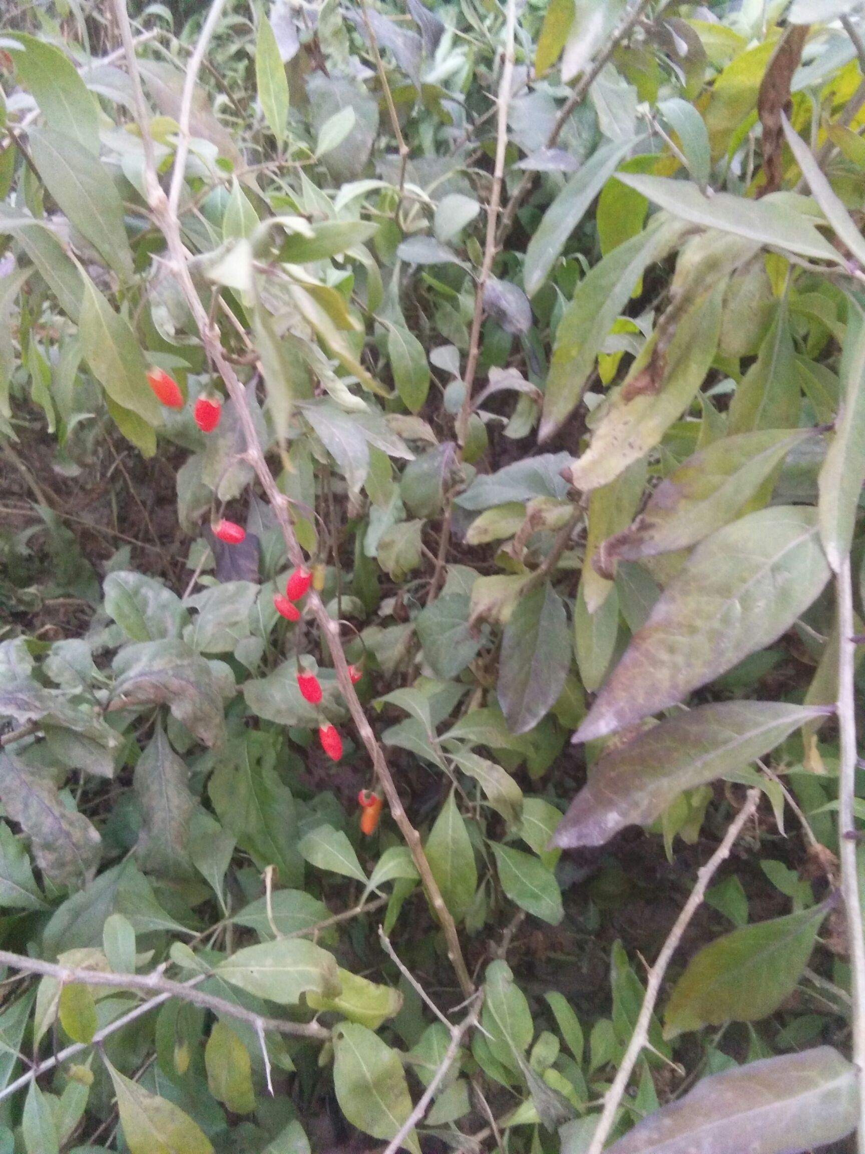 红枸杞苗