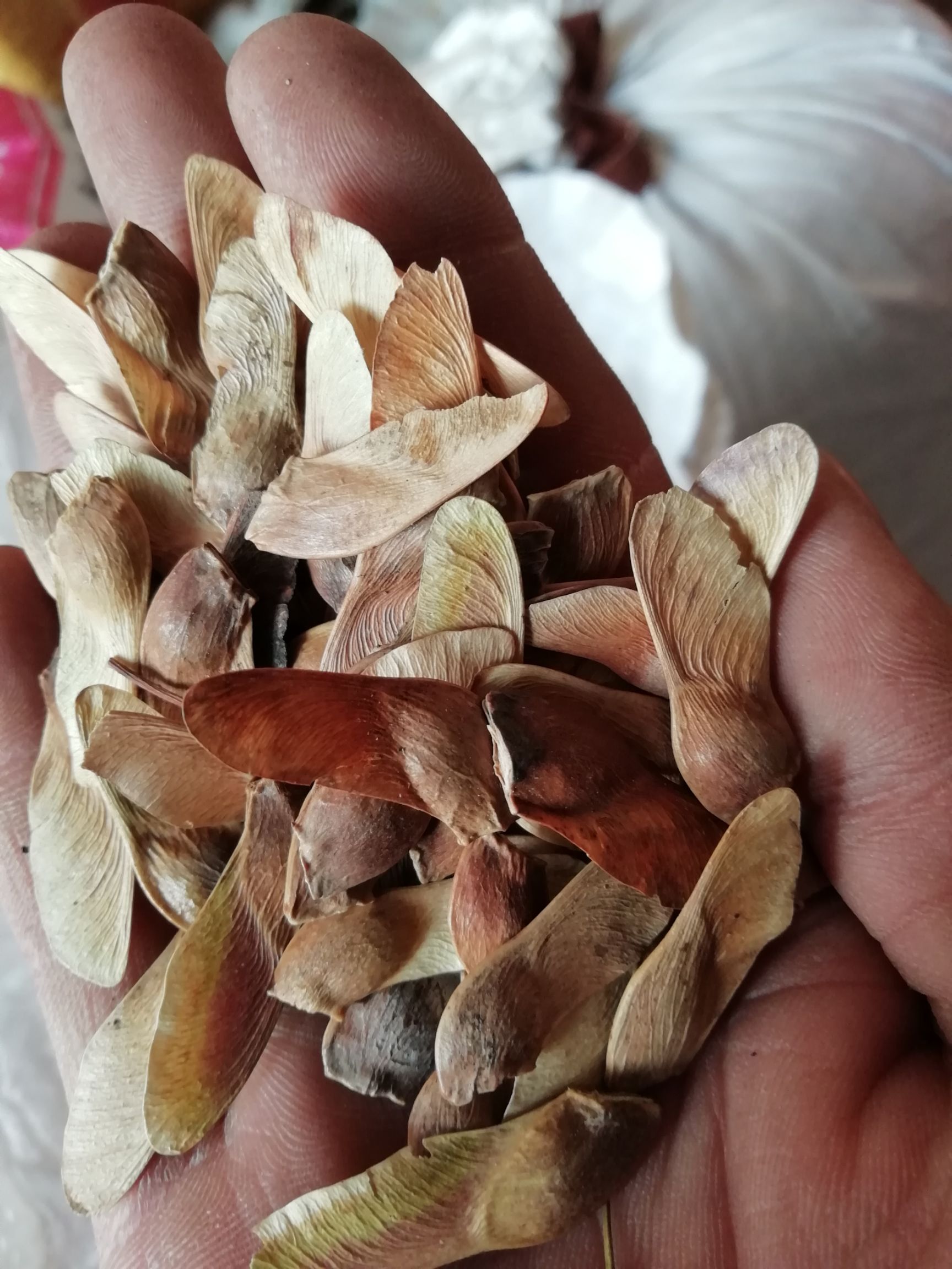 枫树种子