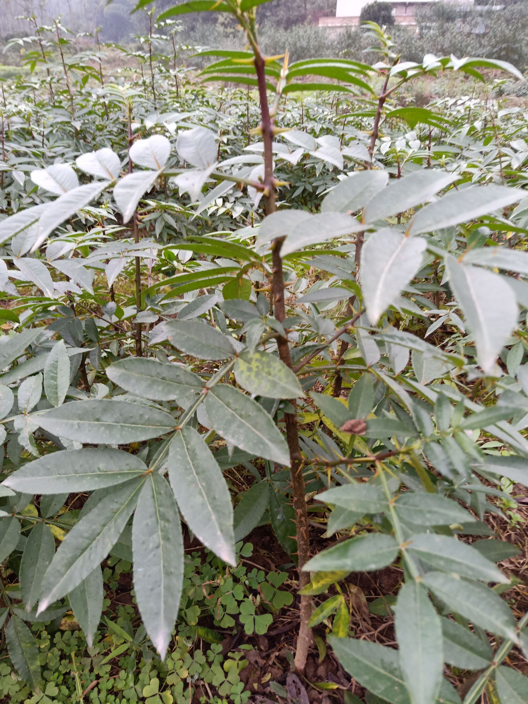 九叶青花椒苗