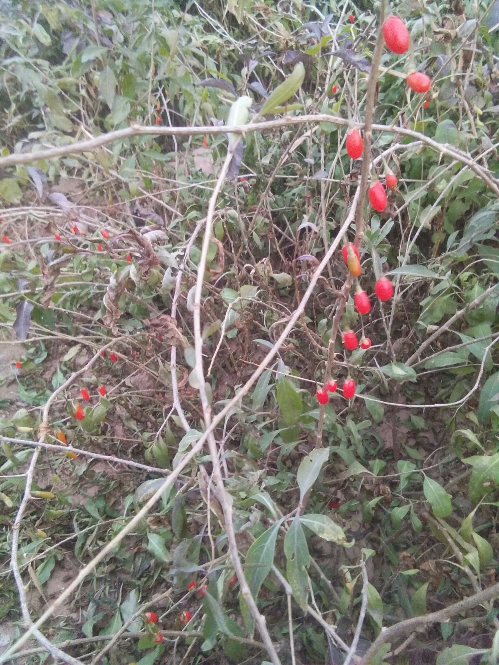红枸杞苗